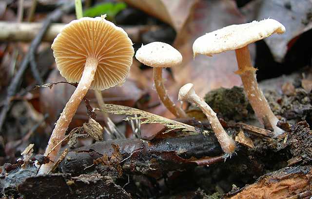 Una peziza nel sacco e altre specie primaverili